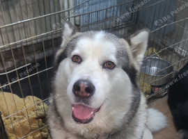 2 year old female Alaskan Malamute for sale.