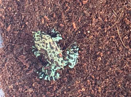Fire belly toads