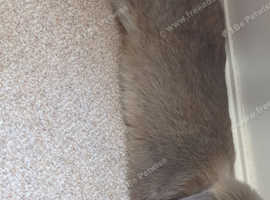 Lop bunny 11 weeks old