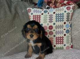 Pomerpoo puppies