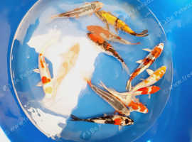 koi carp for sale High Grade