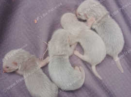 3 Jill's 1 hob dad semi angora