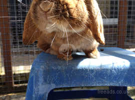 *2 bonded male/female buns - now up for rehome!*