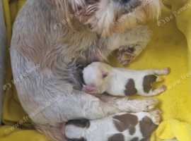 shih tzu puppies 1 boy 1 girl