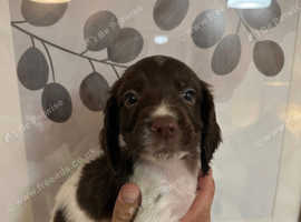 Sprocker puppies