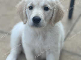 female golden retriever puppy