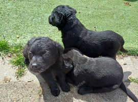 kc reg pups