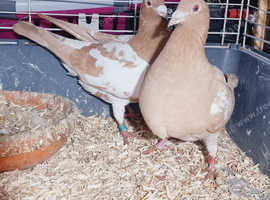 Racing Pigeons Meuleman In Glasgow On Freeads Classifieds - Pigeons ...