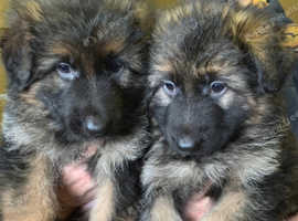 German Shepherd Puppies