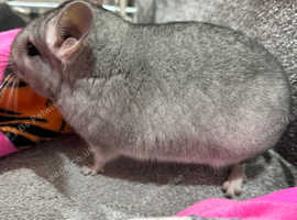 Chinchilla