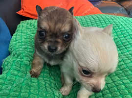 2 beautiful Chichuahua pups