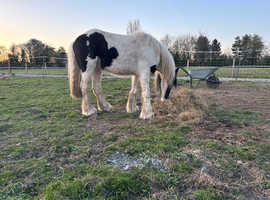 Elvis cob x welshD to make 14hh