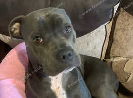 Female American bulldog