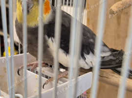 Breeding pair of cocktails