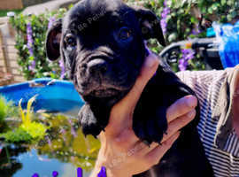 (2 stunning solid black girls left) KC registered Skythor puppies