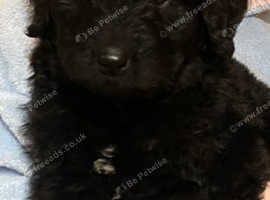 Bernedoodle
