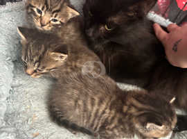 Bengal cross kittens for sale