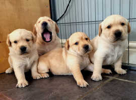 Labrador puppies!