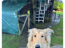 Beautifull rough collie for sale