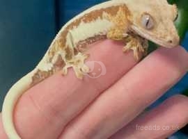 Lilly Whites Gecko