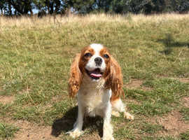 King Charles cavalier meg