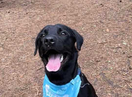 Springador looking for his forever home