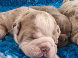 Olde English Bulldogge