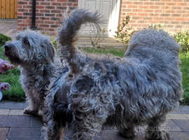 Glen of Imaal Terrier pups (**rare Irish breed**)