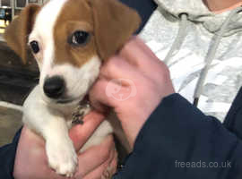 Jack Russell Dogs And Puppies Wanted In Newcastle Under Lyme