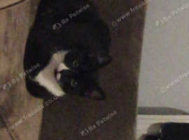 Kitten for sale