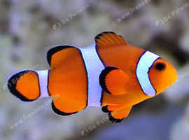 Two clown fish
