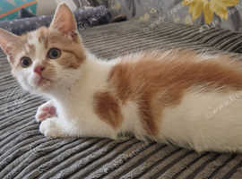 10 week old ginger male kitten