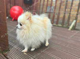 Pearl Pomeranian male