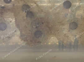 10 x Axolotl Eggs