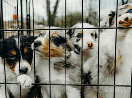 Tri Blue Merle and Tri Black Border Collie Puppies