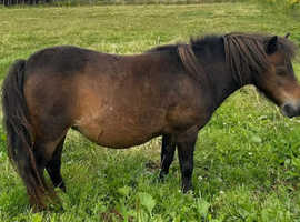 Beautiful Miniature Shetland Mare