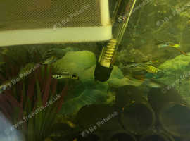 Mix of guppies and endlers