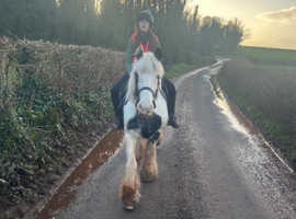 Looking for a horse/ pony to part loan around Tiverton Devon