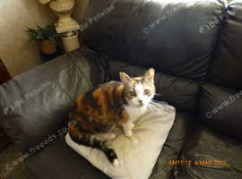 female cat