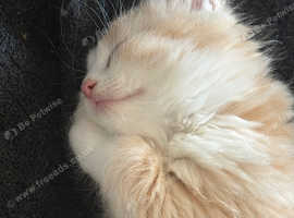 Ragdoll male kitten ready now