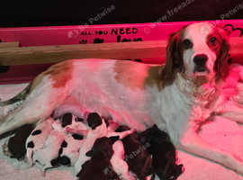 9wk old Cocker Spaniels Puppies