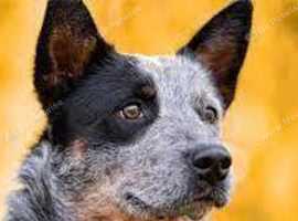 American hairless terriers puppies require a new home to shift
