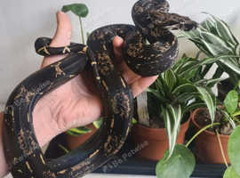 I'm.g boa constrictor snake