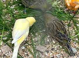 Canaries for sale males and females