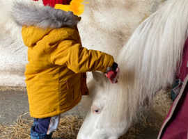 Miniature pony looking for a sharer