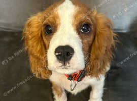Cavalier King Charles spaniel