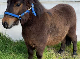 Registered standard Shetland colt