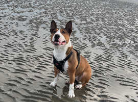 English bull terrier