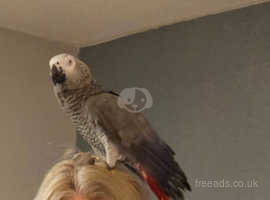 Africain grey parrot looking for forever home