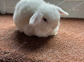 Three stunning mini lop babies